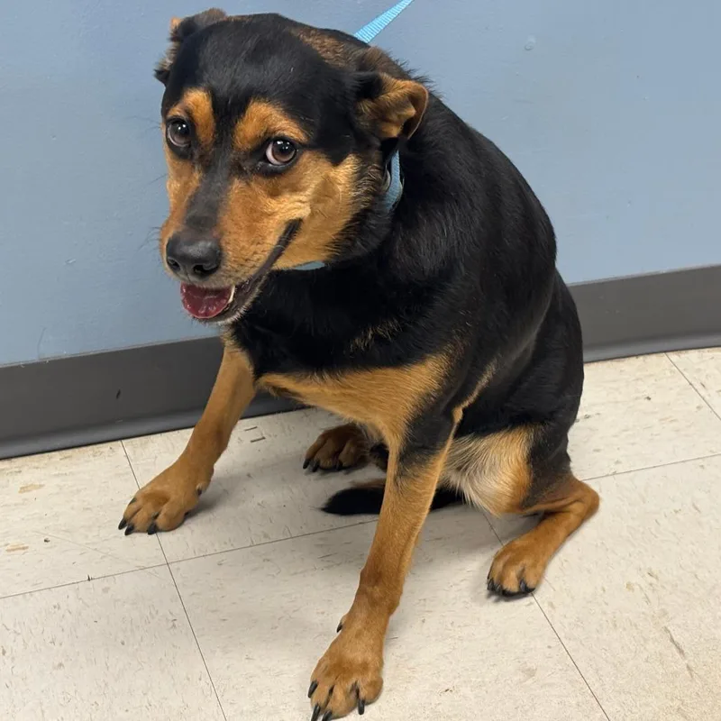 An adult medium-sized male Black Terrier dog named Tiko for adoption in St Joseph, MO