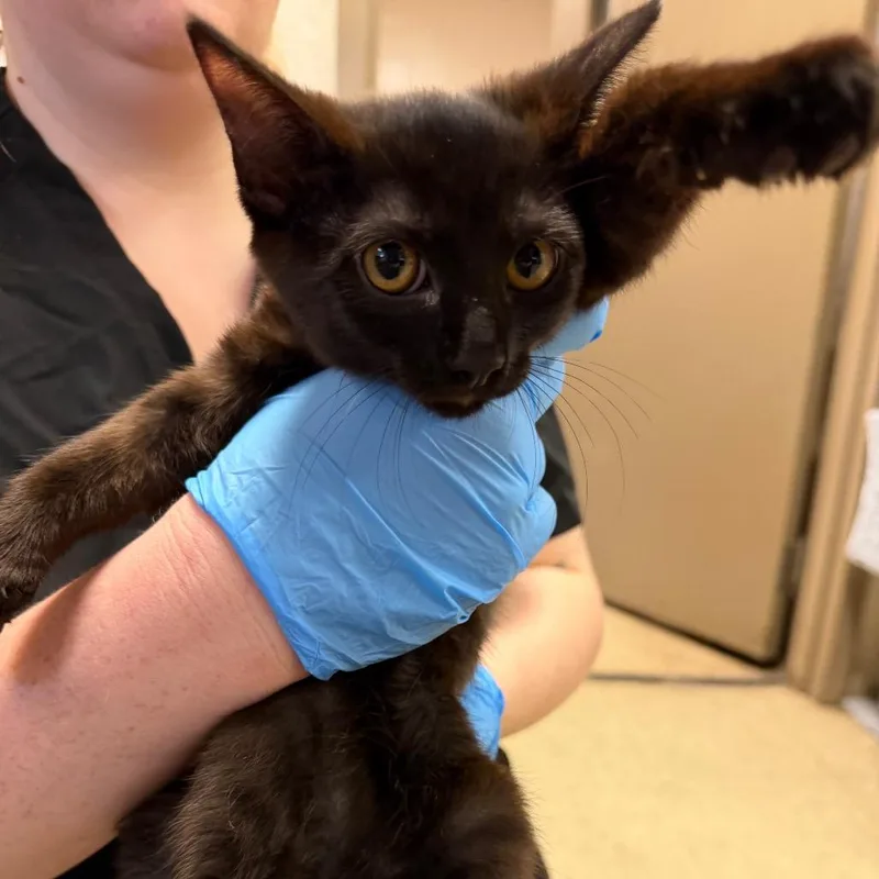 A baby small-sized female Black Domestic Short Hair cat named Babs for adoption in Birmingham, AL