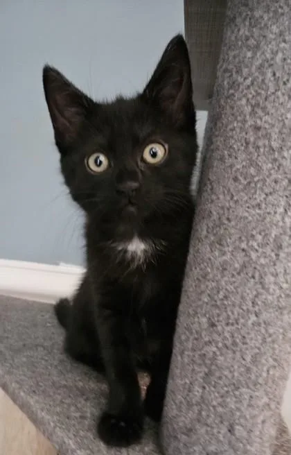 A young small-sized female Domestic Short Hair cat named A Lunapetsmart Mt. Pleasant for adoption in North Charleston, SC