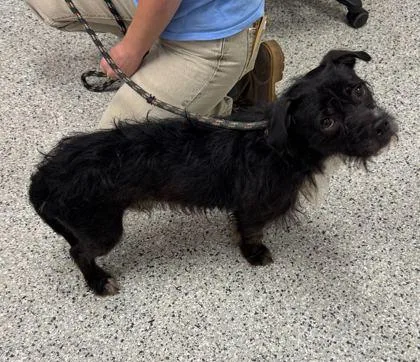 An adult medium-sized male Black Mixed Breed dog named Seymour for adoption in Kansas City, MO