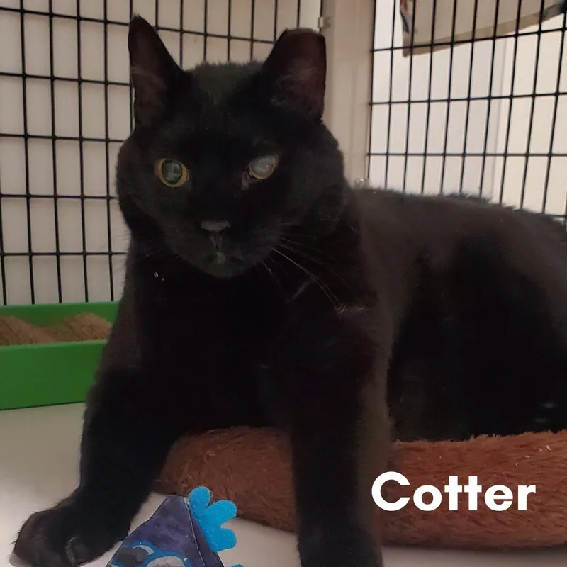 A senior extra large-sized male Black Domestic Short Hair cat named Cotter for adoption in New Haven, CT