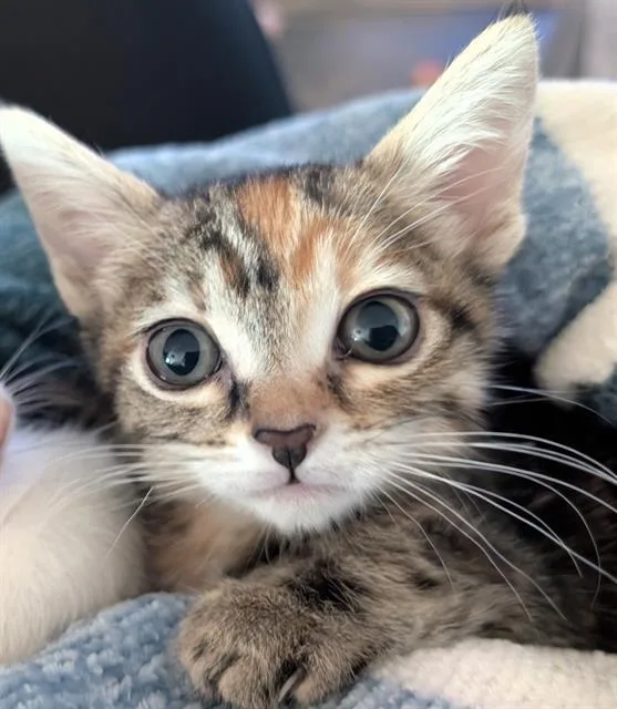 A baby small-sized female Domestic Short Hair cat named Sassy for adoption in Sacramento, CA