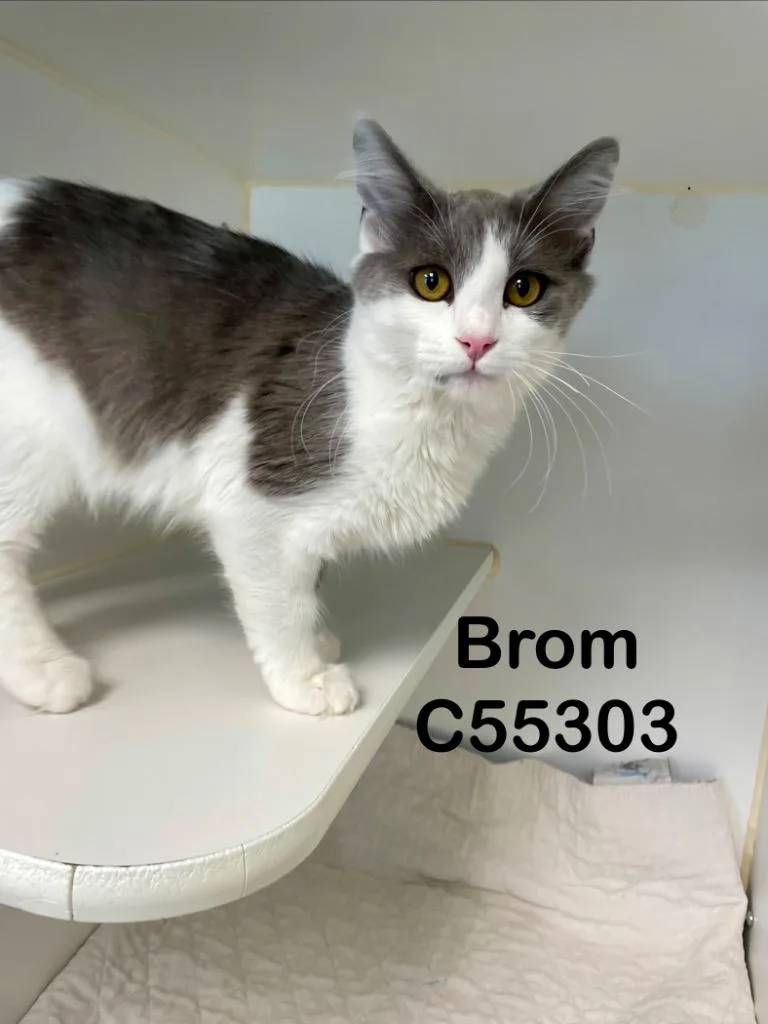 Brom