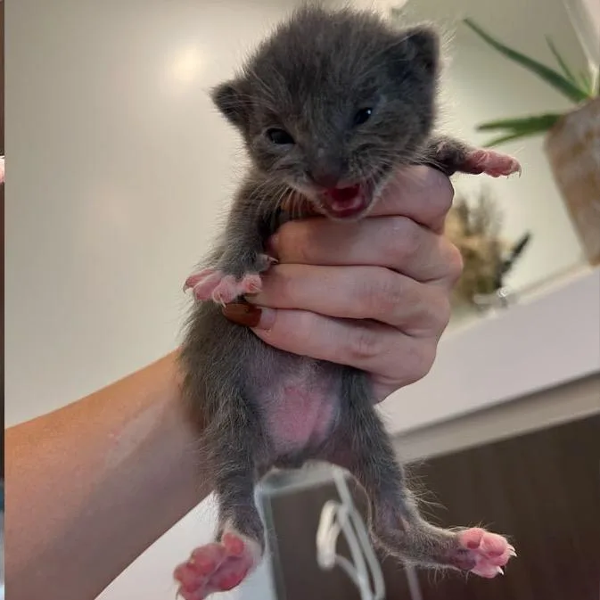 A baby small-sized male Gray / Blue / Silver Domestic Short Hair cat named Rocky for adoption in Los Angeles, CA