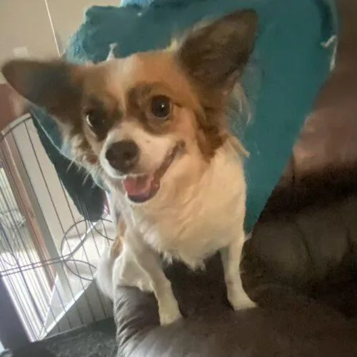 An adult small-sized female Papillon dog named Lola for adoption in San Juan Capistrano, CA