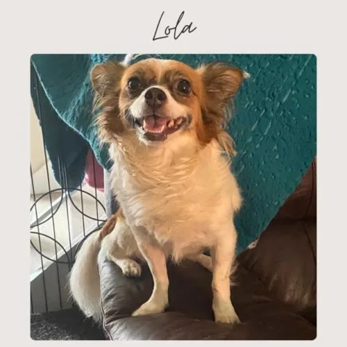 Lola thumbnail 2