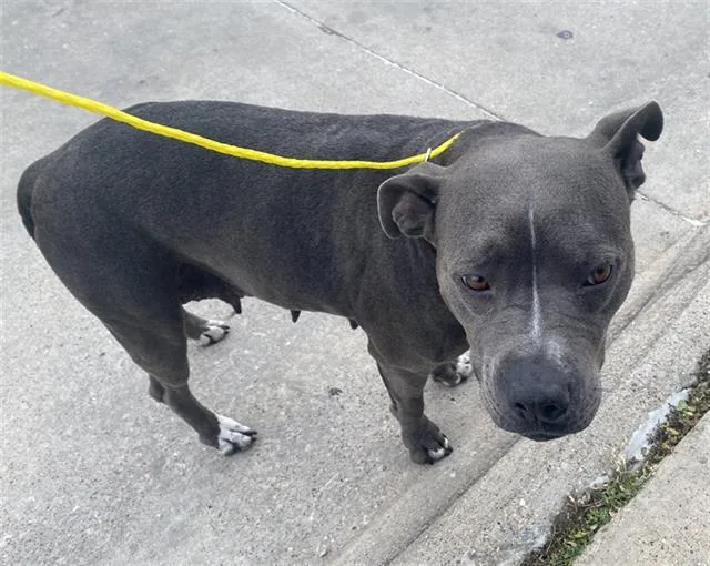 An adult large-sized female Mixed Breed dog named Strom for adoption in Dallas, TX