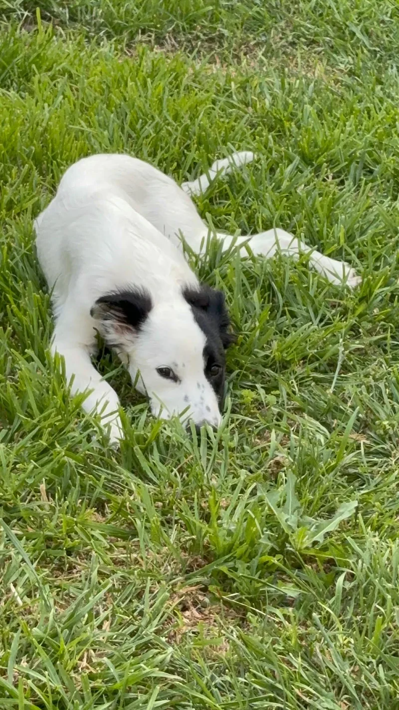 A baby medium-sized male Cattle Dog dog named Axel for adoption in Arlington, TX