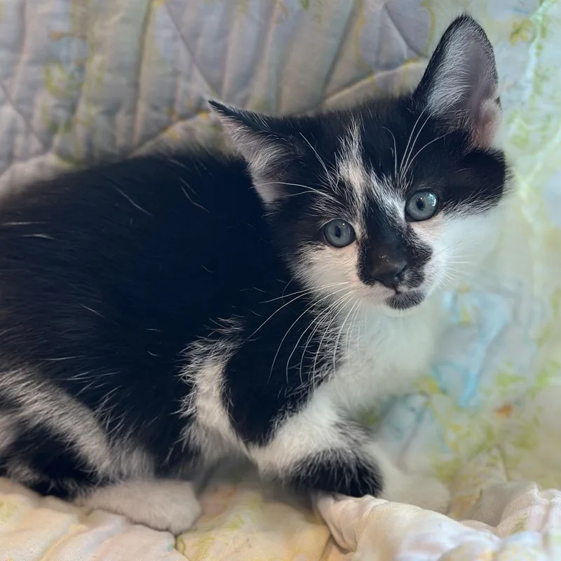 A baby small-sized male Black Domestic Short Hair cat named Jinbe for adoption in Matteson, IL