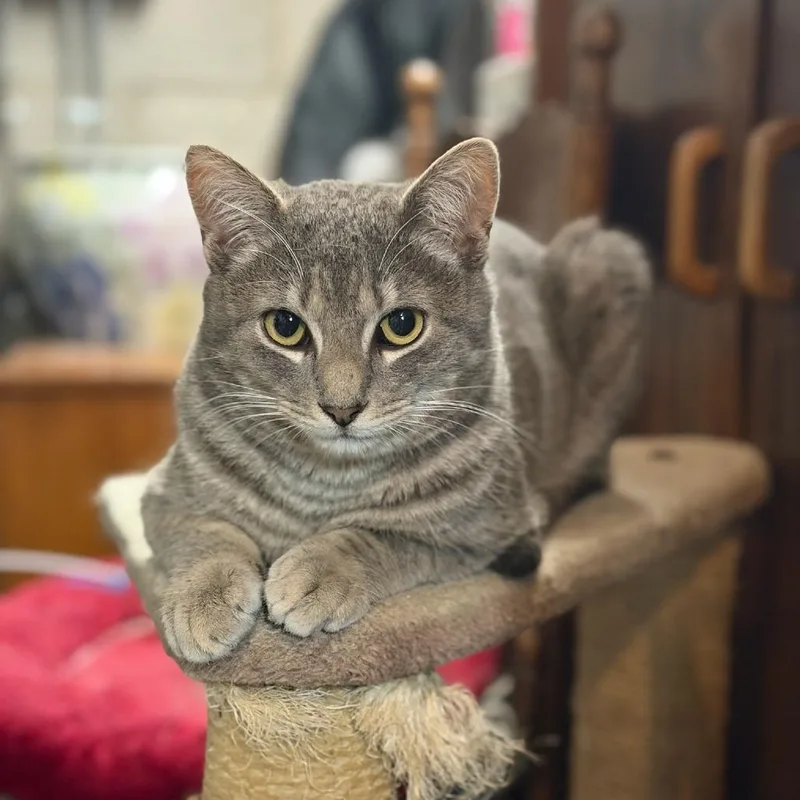 A young medium-sized male Gray / Blue / Silver Domestic Short Hair cat named Andy for adoption in Wilmington, DE
