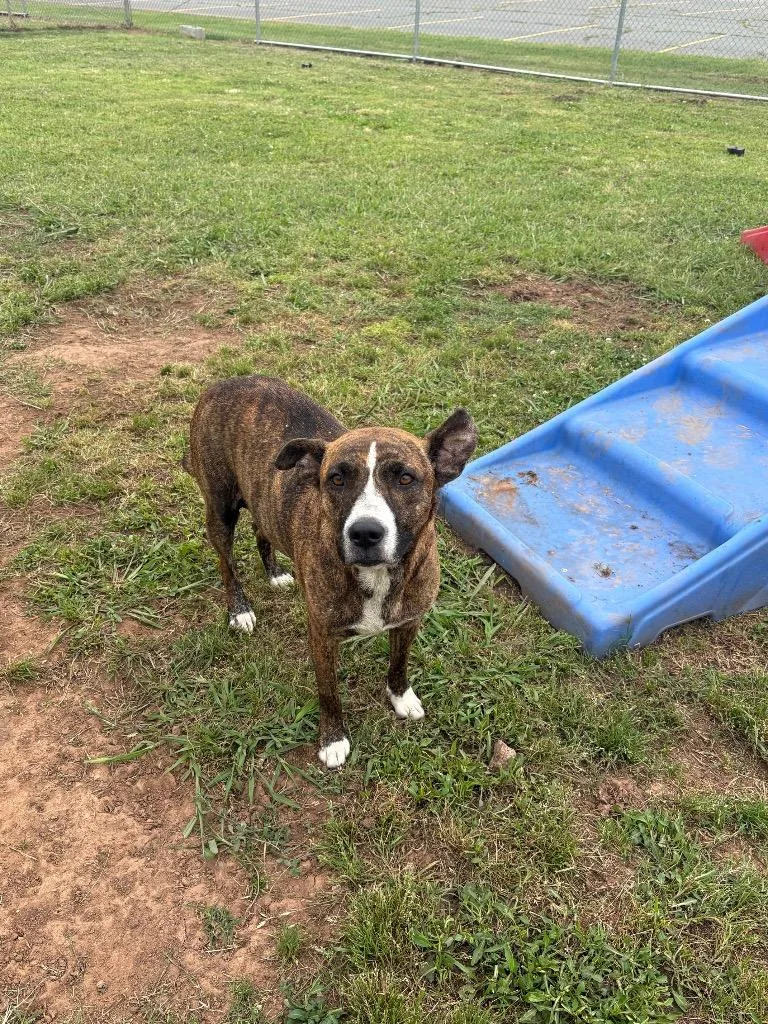 A young large-sized female Mixed Breed dog named Willow for adoption in Bossier City, LA