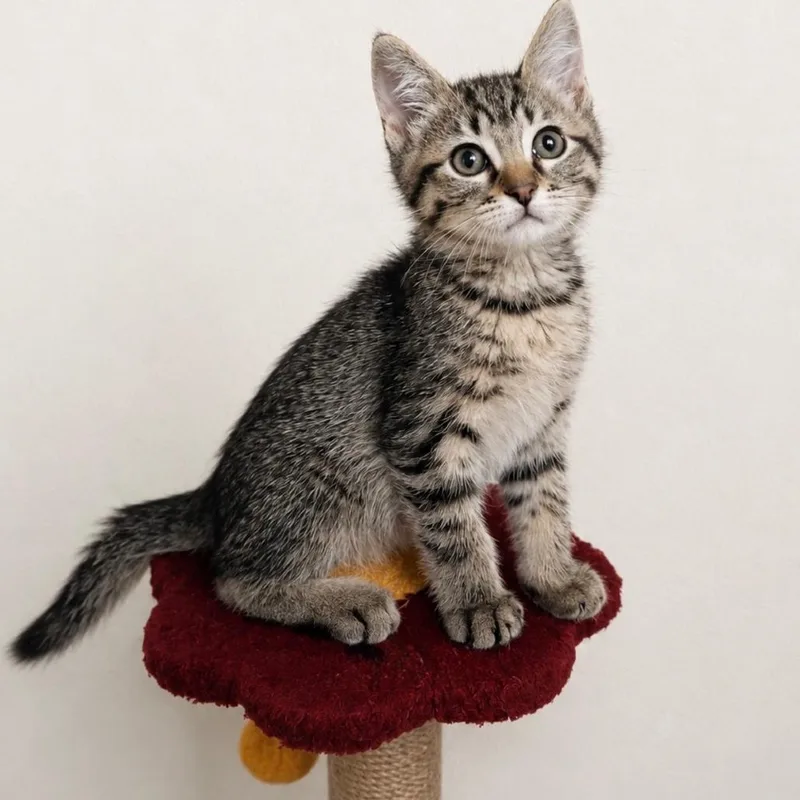 A baby small-sized male Brown / Chocolate Domestic Short Hair cat named Robin for adoption in Normal, IL