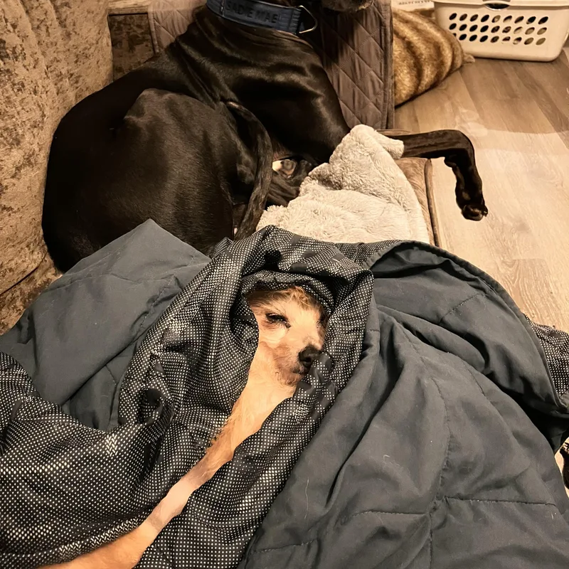 Weeman Deaf thumbnail 2