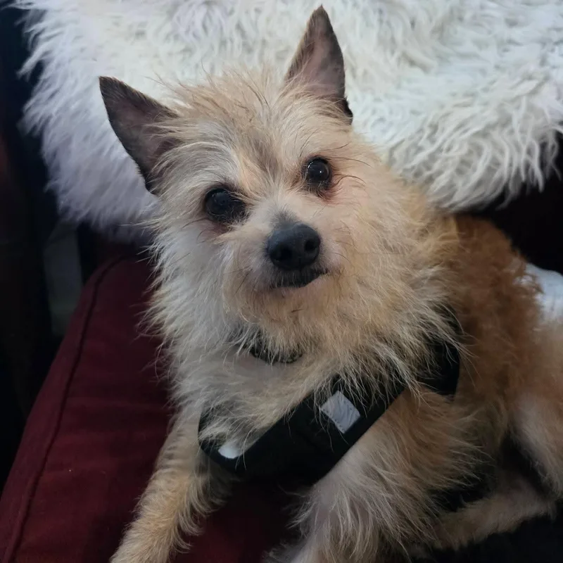 Weeman Deaf thumbnail 3