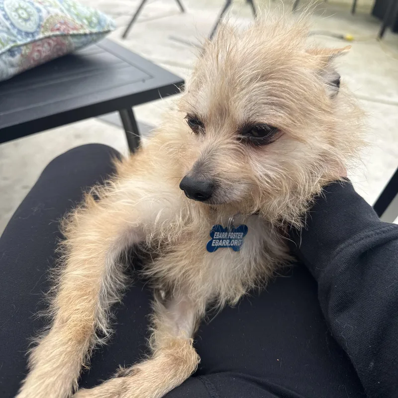 Weeman Deaf thumbnail 4