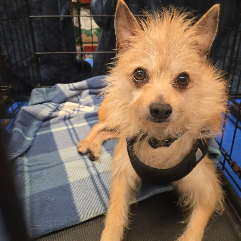 Weeman Deaf thumbnail 5