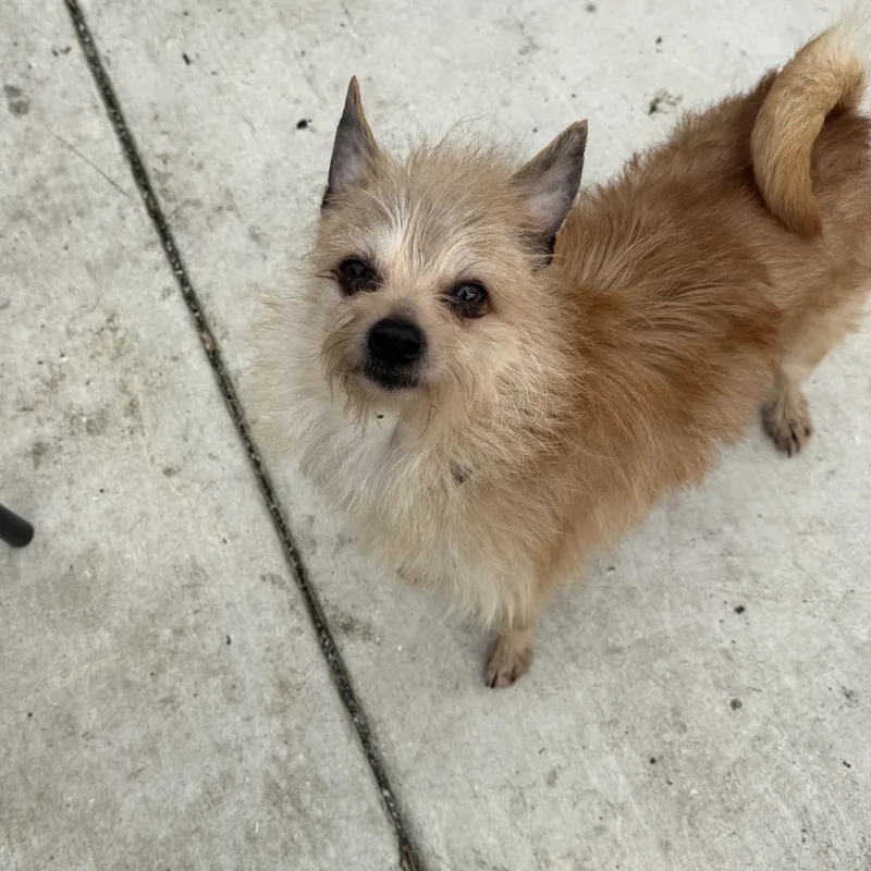 Weeman Deaf thumbnail 6