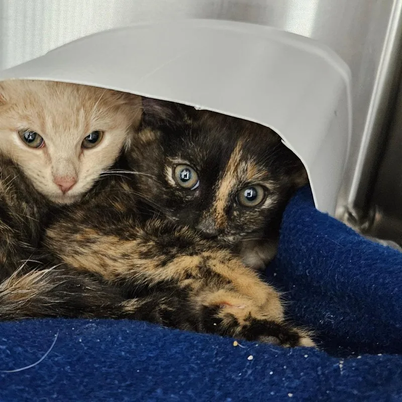 A baby small-sized female Tortoiseshell Domestic Short Hair cat named Matcha for adoption in Oneonta, NY