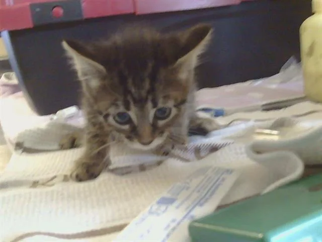 A baby small-sized female Domestic Short Hair cat named Itsy for adoption in Sacramento, CA