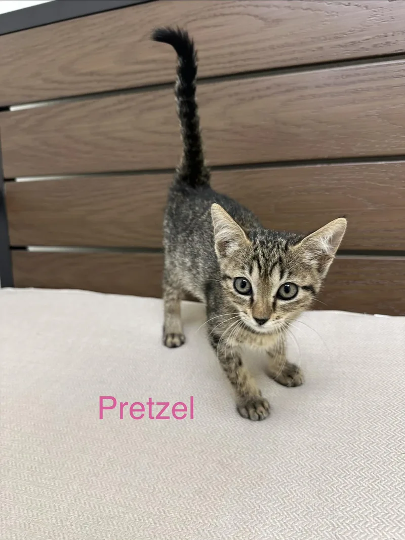 Pretzel thumbnail 2