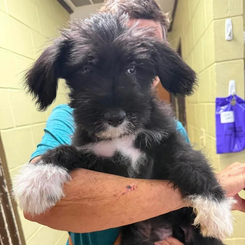 A baby medium-sized male Mixed Breed dog named Presley for adoption in Alexandria, VA
