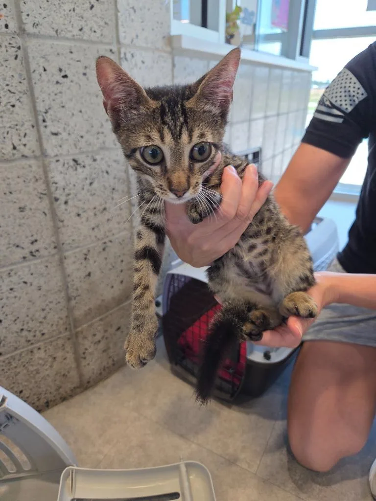 A baby small-sized male Domestic Short Hair cat named Ryder for adoption in Bossier City, LA