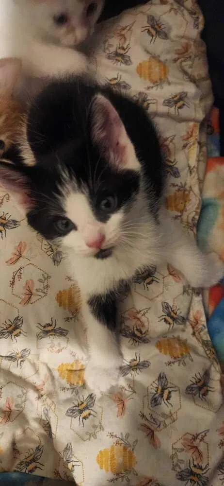 A baby medium-sized male Black & White / Tuxedo Domestic Short Hair cat named Cynder for adoption in North Brunswick, NJ