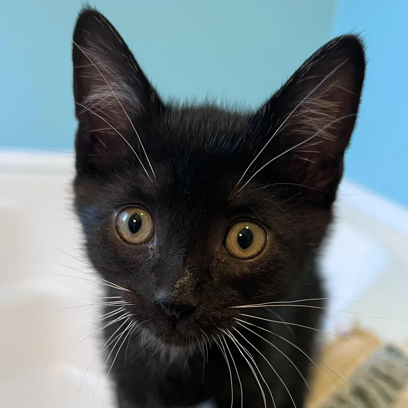 A baby medium-sized female Black Domestic Short Hair cat named Jenny for adoption in Pasco, WA