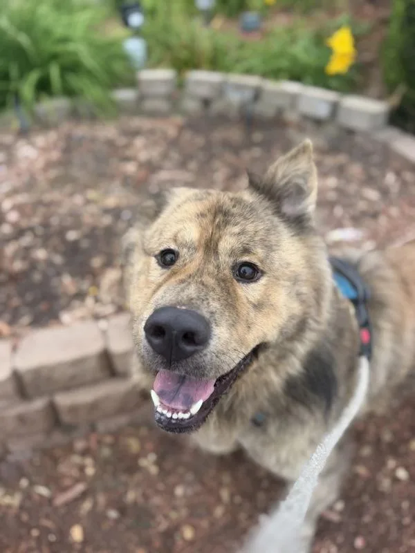 An adult large-sized male Chow Chow dog named Terry for adoption in San Diego, CA