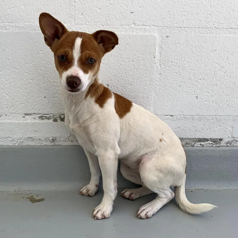 A young small-sized female Red / Chestnut / Orange Mixed Breed dog named Estelle for adoption in San Francisco, CA