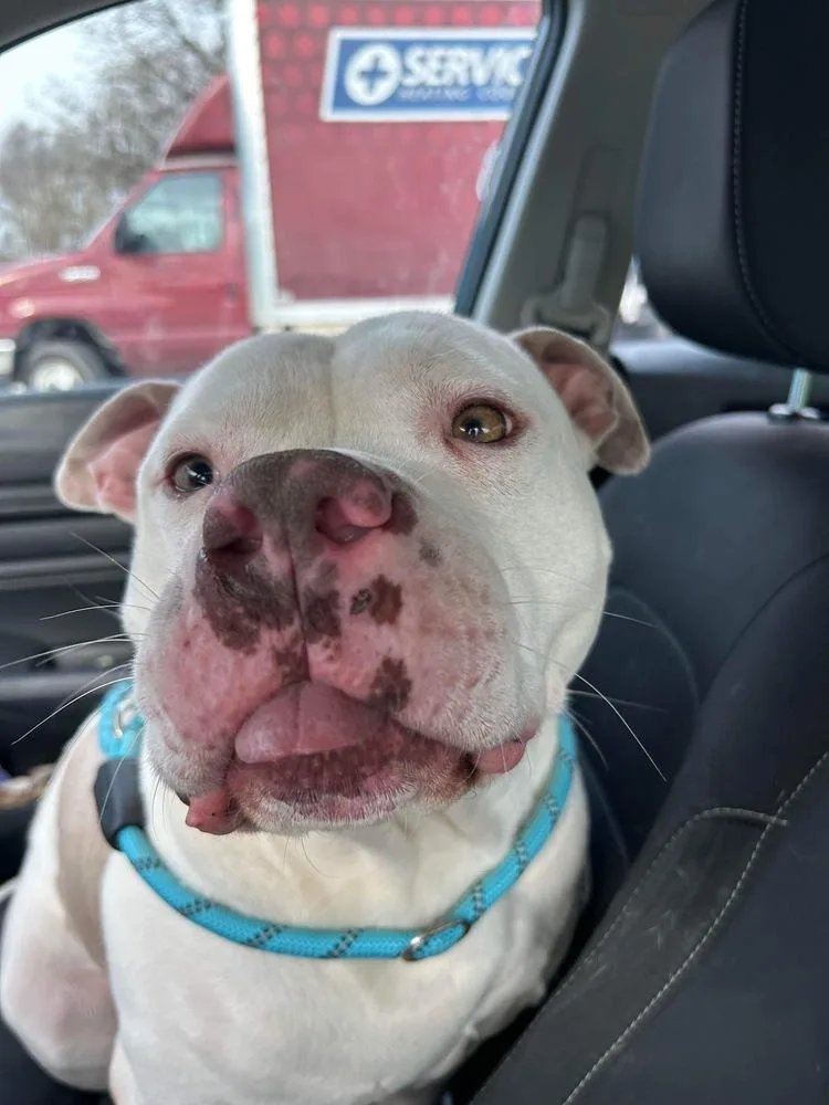 An adult large-sized male Tricolor (Brown, Black, & White) American Bulldog dog named Shiro for adoption in Indianapolis, IN