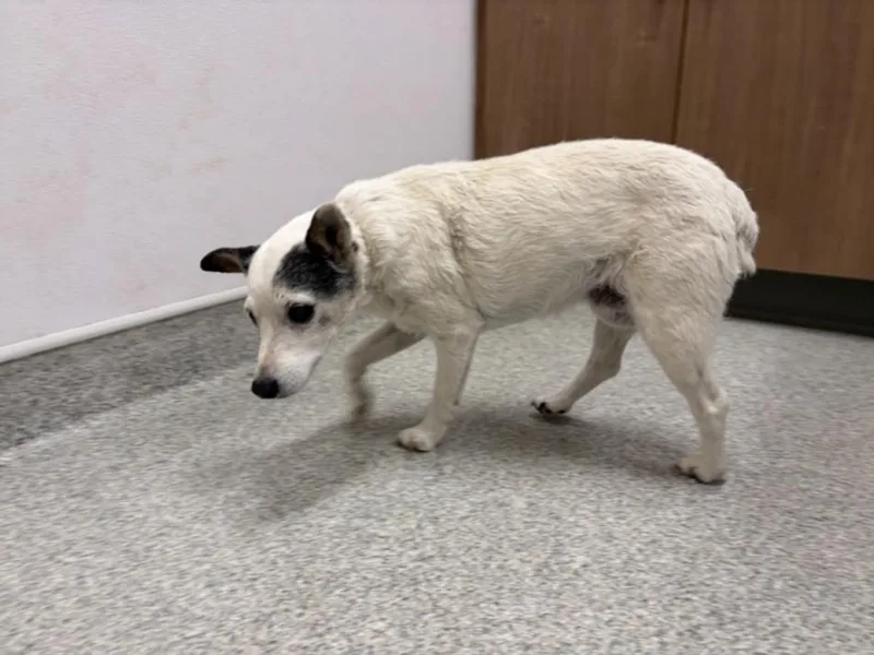 A senior small-sized female Parson Russell Terrier dog named May Bell for adoption in Loveland, CO