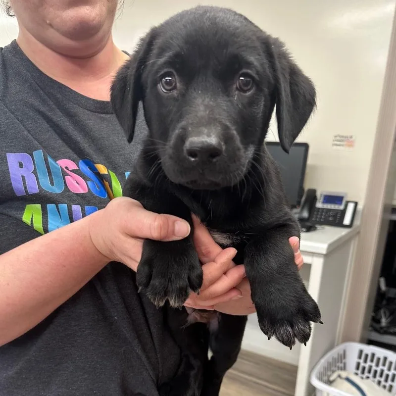 A baby medium-sized male Black Labrador Retriever dog named Hoosier for adoption in Newfoundland, NJ