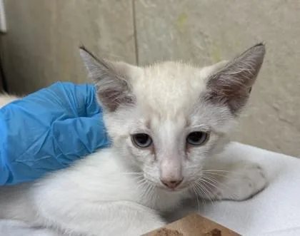 A baby small-sized male Domestic Short Hair cat named Ikao for adoption in Honolulu, HI