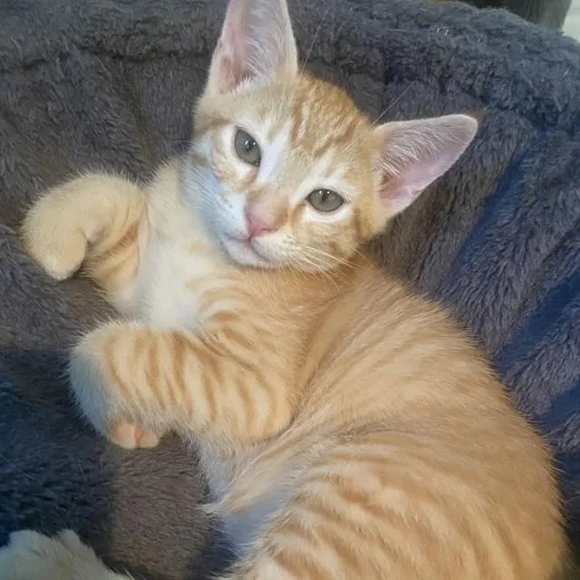 A baby small-sized male Domestic Medium Hair cat named Luke for adoption in Auburn, CA