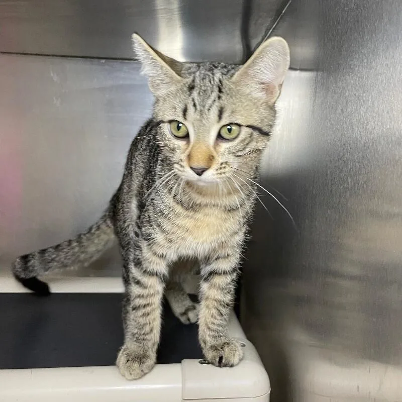 A young medium-sized male Domestic Short Hair cat named Ritz for adoption in Roanoke, VA