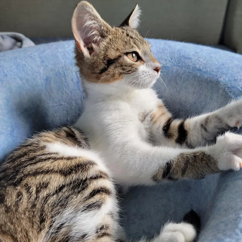 A baby small-sized female Brown / Chocolate Domestic Short Hair cat named Olivia for adoption in Hopkinton, MA
