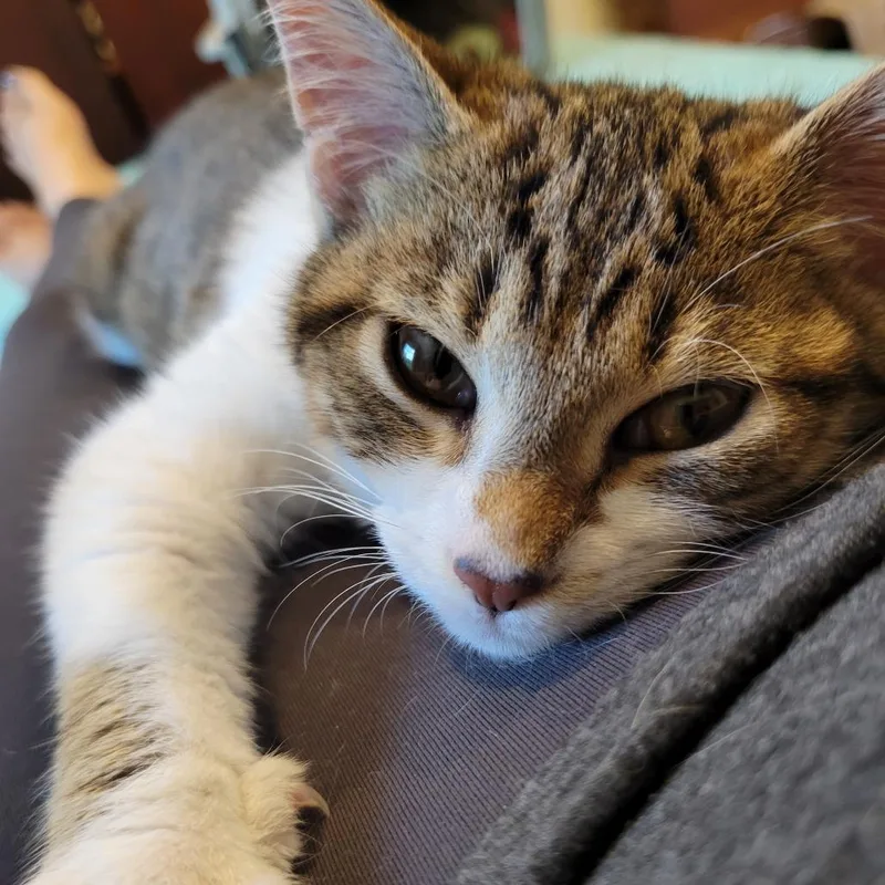 Olivia thumbnail 3