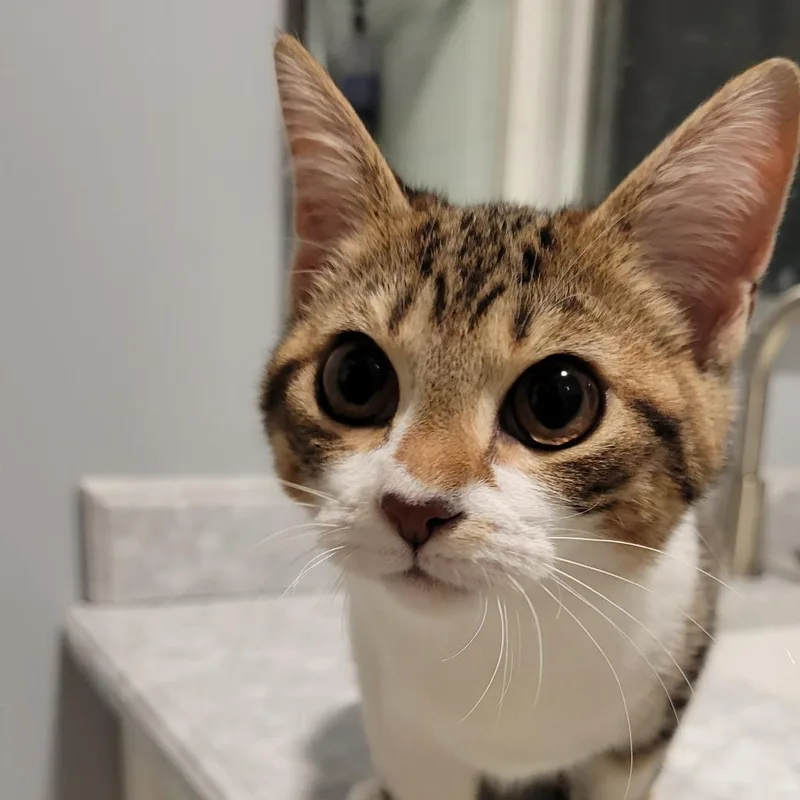 Olivia thumbnail 5