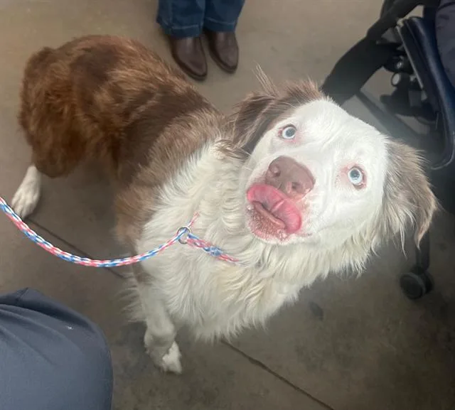 An adult large-sized female Mixed Breed dog named Tofu for adoption in Dallas, TX