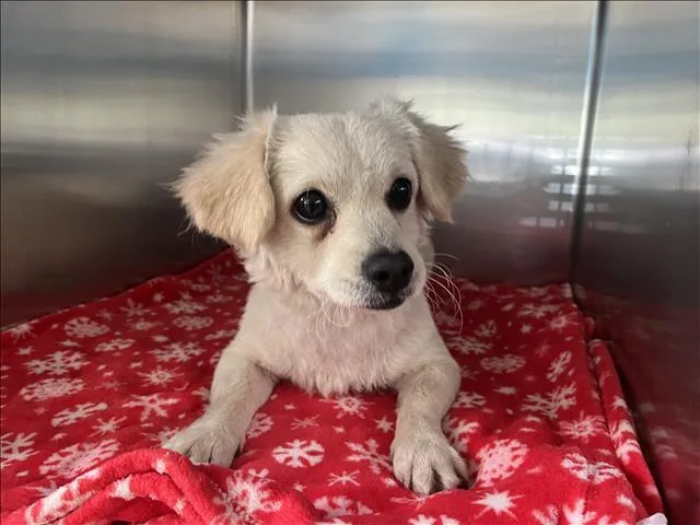 A young small-sized male Mixed Breed dog named Paquito for adoption in San Pedro, CA