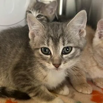 A baby small-sized female Gray / Blue / Silver Domestic Short Hair cat named Blair for adoption in Knoxville, TN