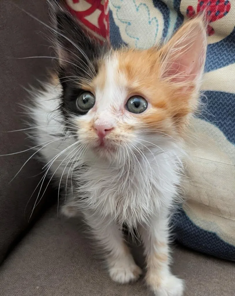 A baby small-sized female Domestic Short Hair cat named Zelda for adoption in Medford, WI