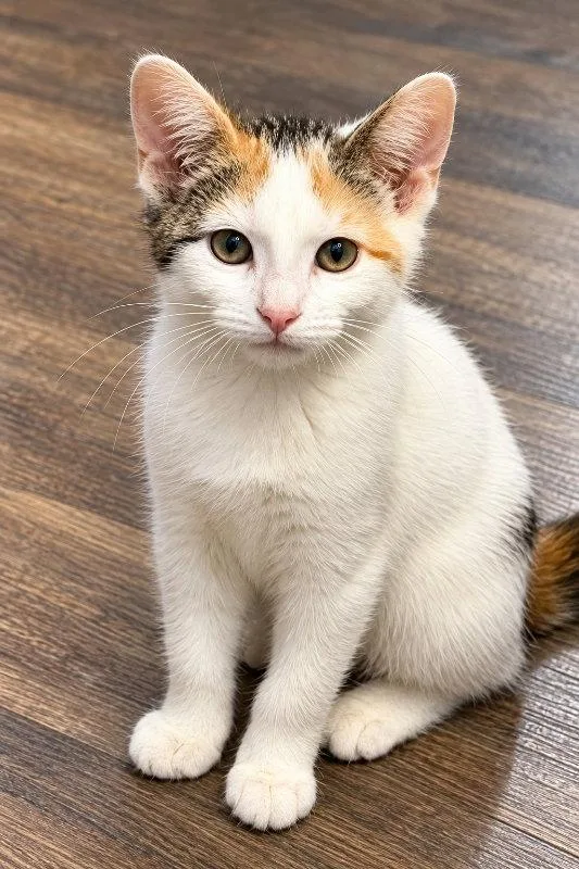 A baby small-sized female Domestic Short Hair cat named Callie for adoption in Mankato, MN