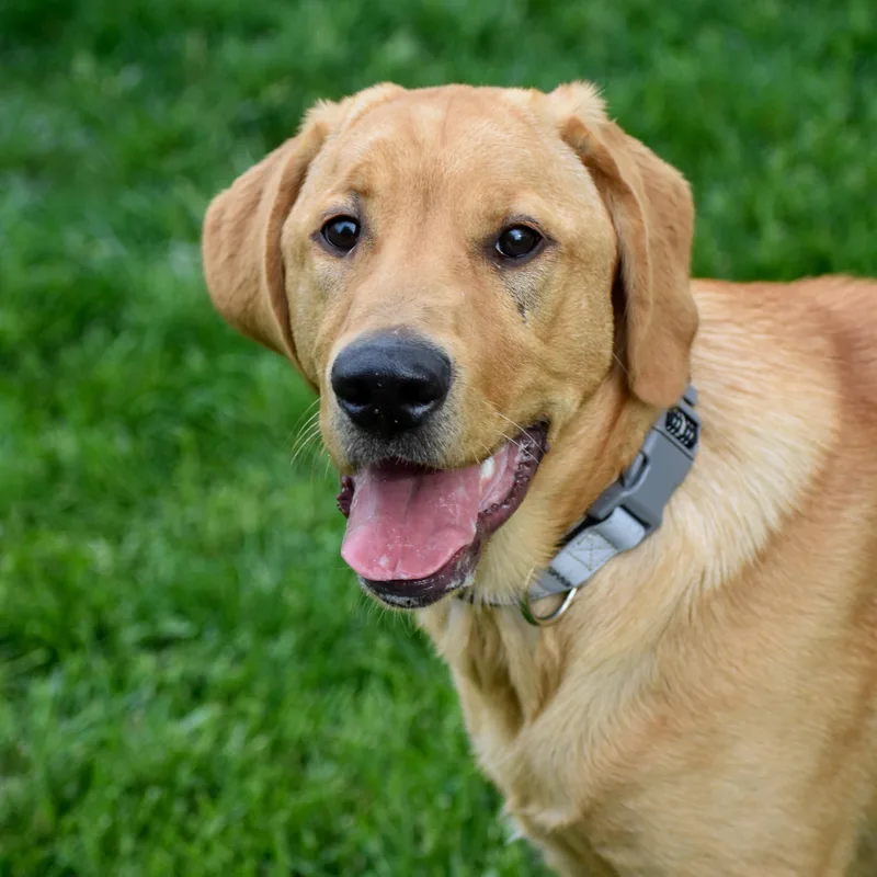 A young large-sized male Yellow Labrador Retriever dog named Leo for adoption in Indianapolis, IN