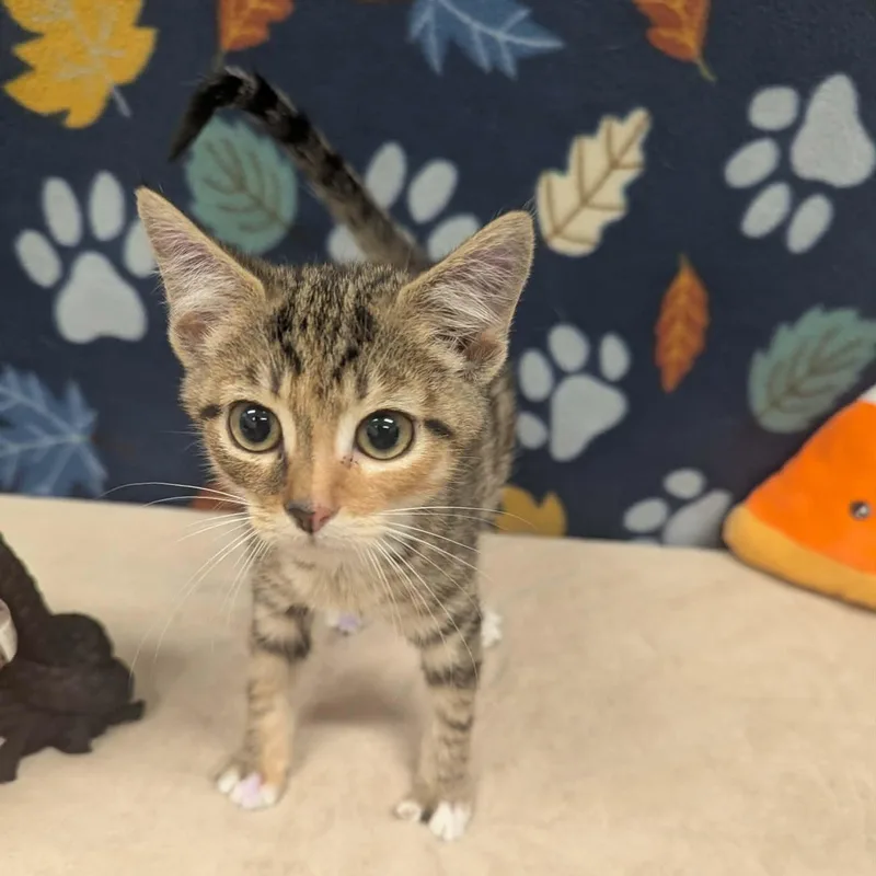 A baby medium-sized female Tabby (Tiger Striped) Domestic Short Hair cat named Delta for adoption in Logan, OH