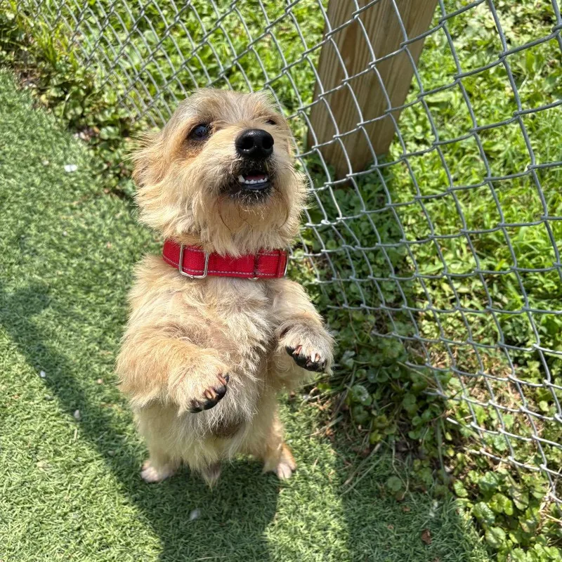 An adult small-sized male Yellow / Tan / Blond / Fawn Terrier dog named Knox for adoption in Batavia, OH