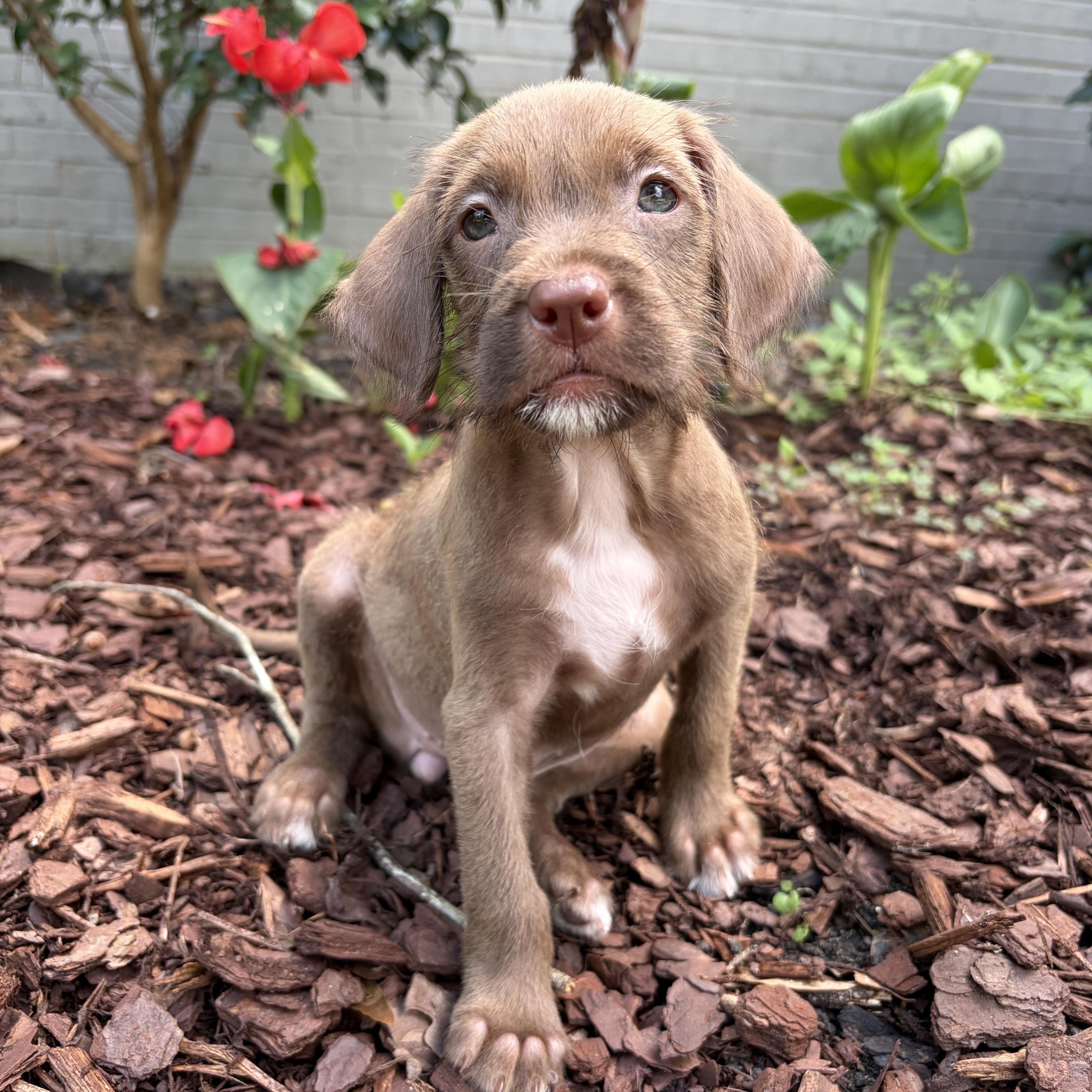 A baby medium-sized female Terrier dog named Fig for adoption in Greensboro, NC