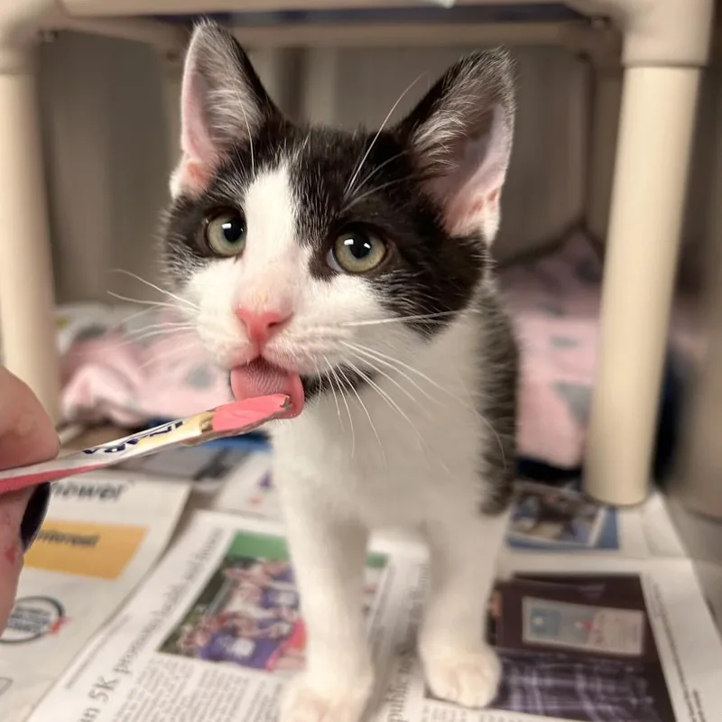 A baby small-sized male Black Domestic Short Hair cat named Oates for adoption in Hendersonville, NC