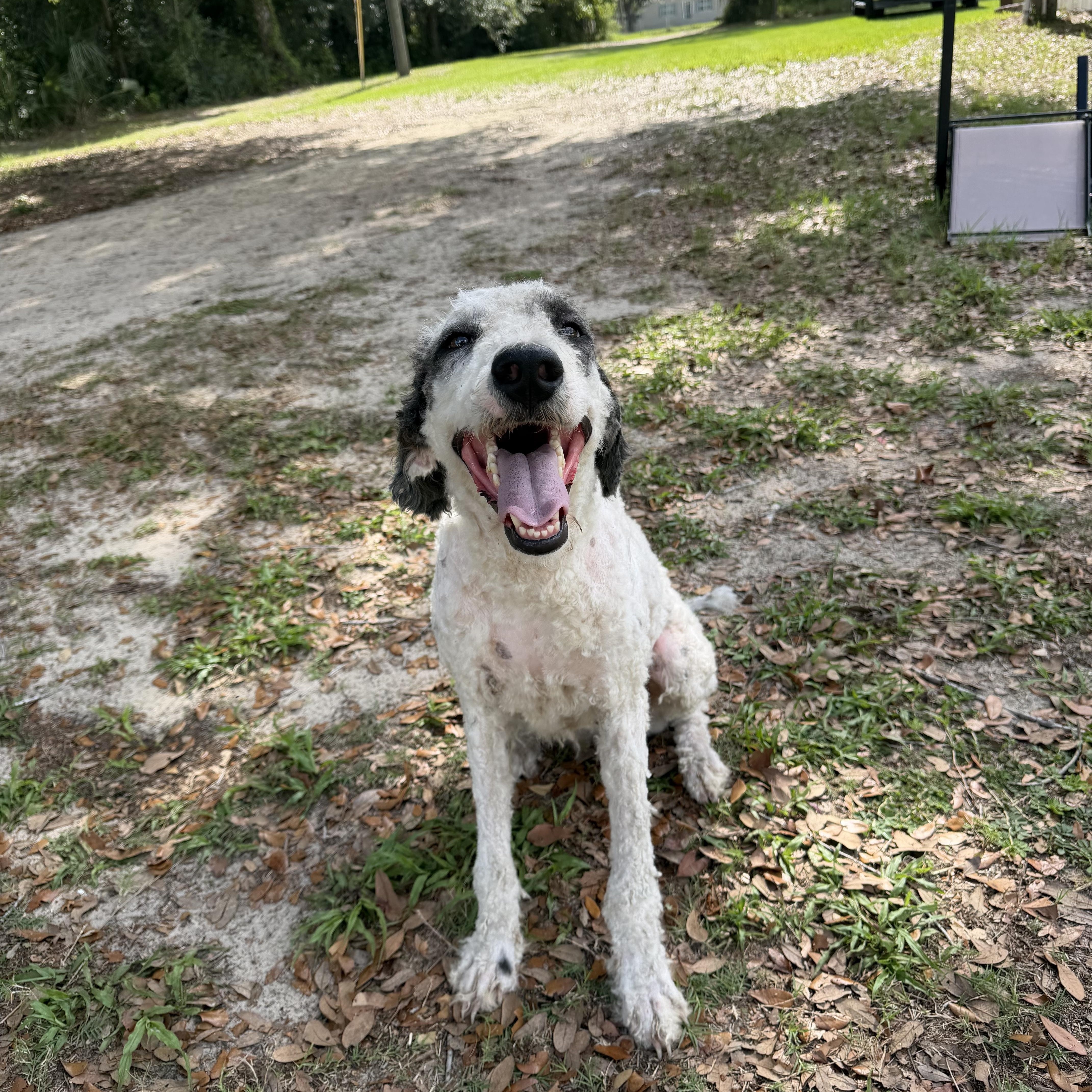 An adult large-sized female White / Cream Sheepadoodle dog named Toodles Bonded With Minnie for adoption in Tampa, FL